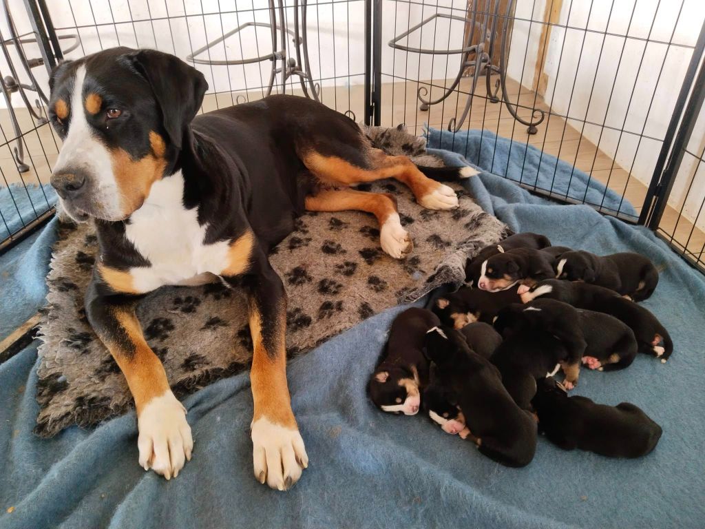 chiot Grand bouvier suisse De La Vallée Des Vieux Hetres