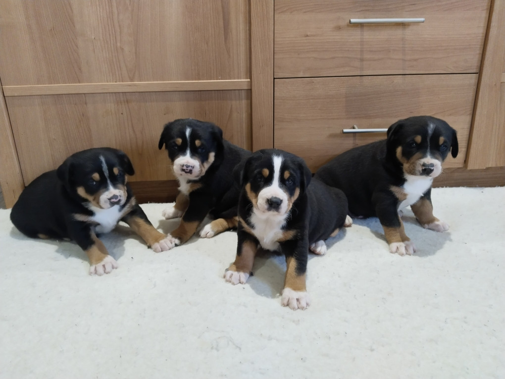 Chiot Grand bouvier suisse De La Vallée Des Vieux Hetres