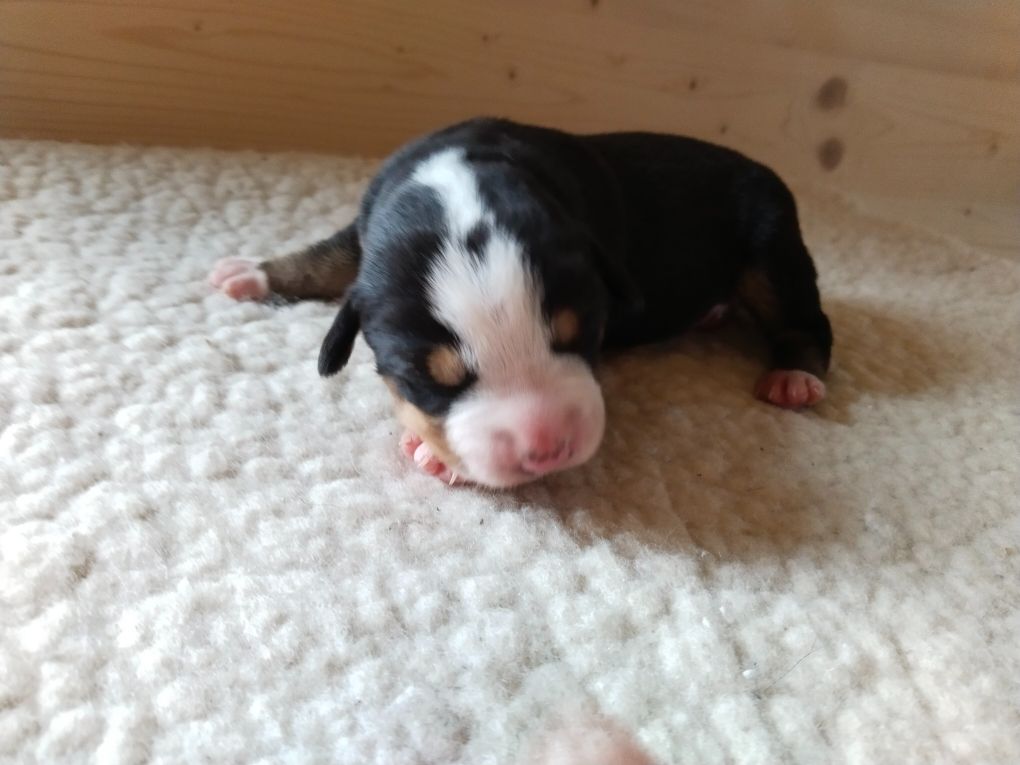 De La Vallée Des Vieux Hetres - Chiots disponibles - Grand bouvier suisse