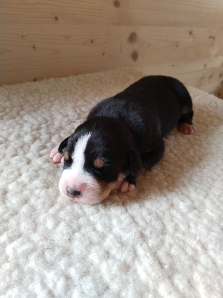 De La Vallée Des Vieux Hetres - Chiots disponibles - Grand bouvier suisse