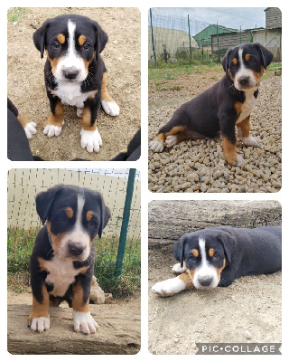 CHIOT 2
