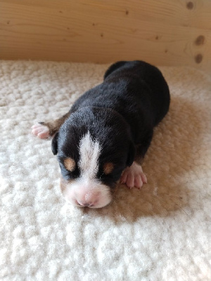 CHIOT 2