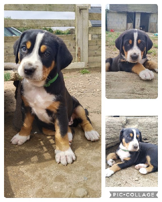 CHIOT 3