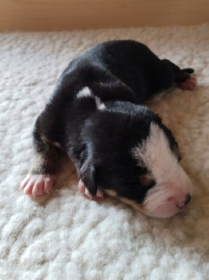 CHIOT 6