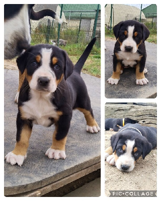 CHIOT 6