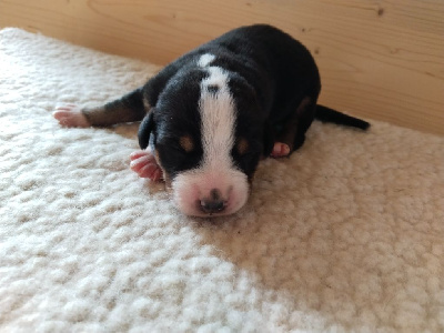 CHIOT 3