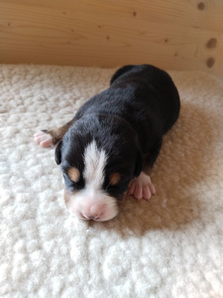 De La Vallée Des Vieux Hetres - Chiots disponibles - Grand bouvier suisse