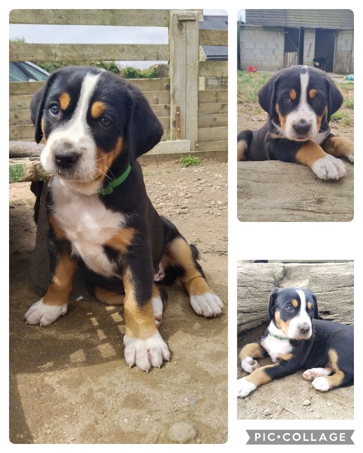 De La Vallée Des Vieux Hetres - Chiots disponibles - Grand bouvier suisse