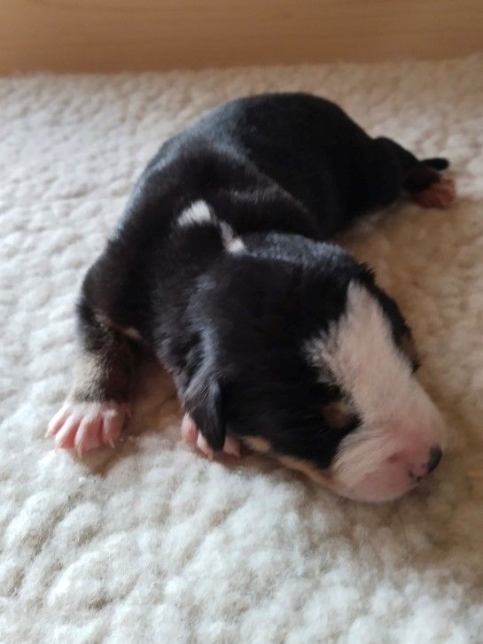 De La Vallée Des Vieux Hetres - Chiots disponibles - Grand bouvier suisse