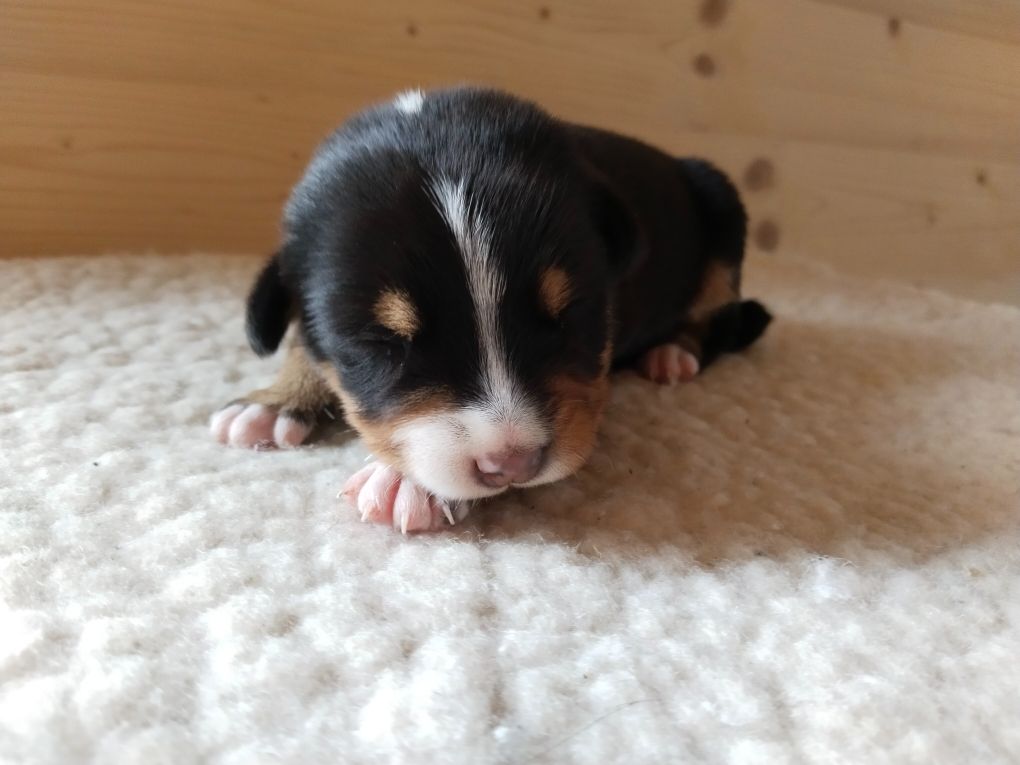 De La Vallée Des Vieux Hetres - Chiots disponibles - Grand bouvier suisse