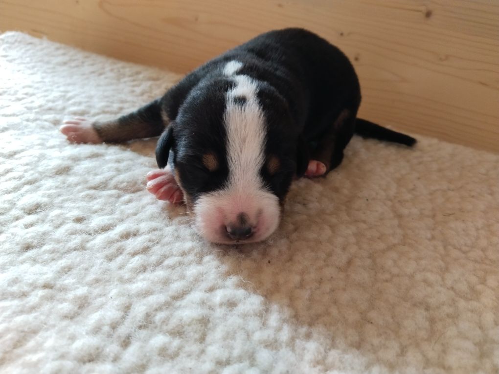 De La Vallée Des Vieux Hetres - Chiots disponibles - Grand bouvier suisse