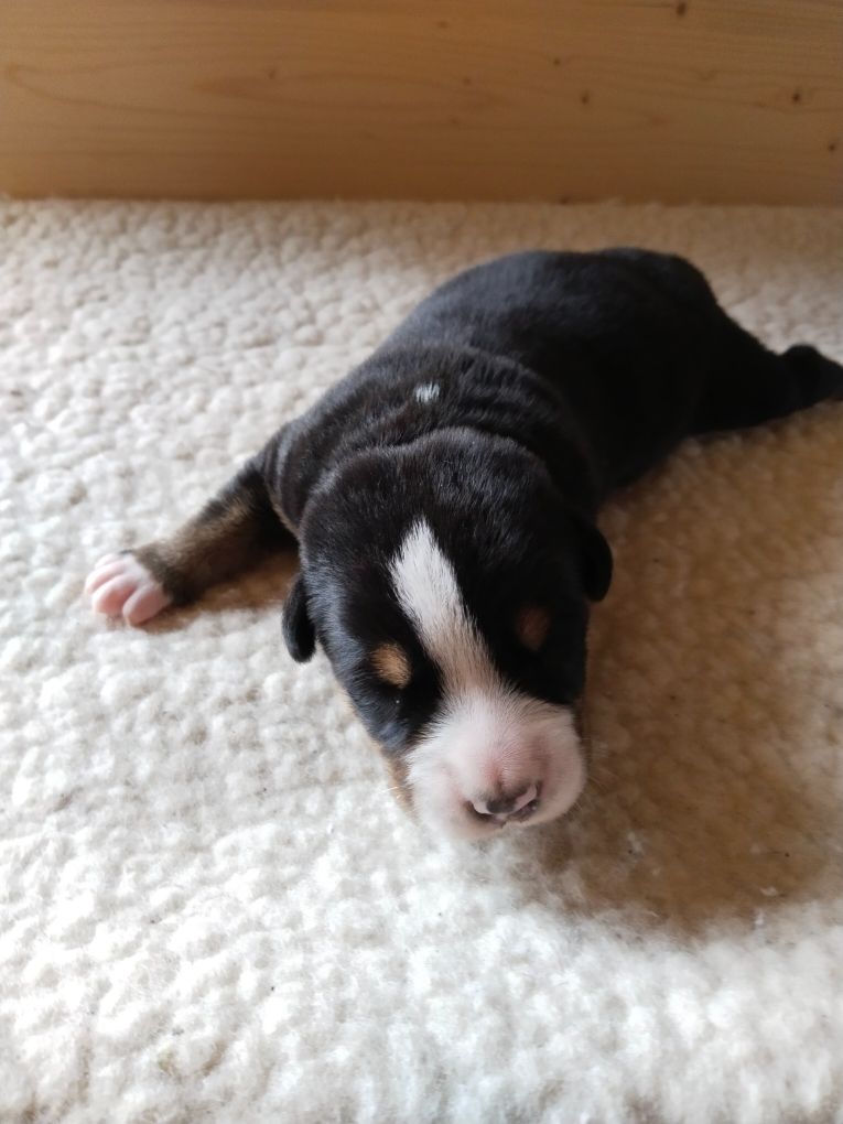 De La Vallée Des Vieux Hetres - Chiots disponibles - Grand bouvier suisse